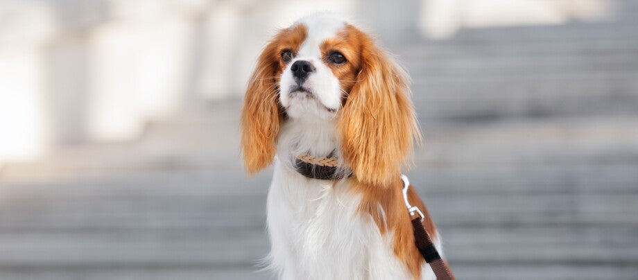 Cavalier king charles spaniel med lang silkeblød pels og karakteristiske store mørke øjne