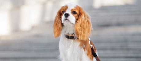 Cavalier king charles spaniel med lang silkeblød pels og karakteristiske store mørke øjne