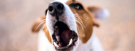 Min hund hvalp ligeså snart jeg går ud af døren - hjælp?