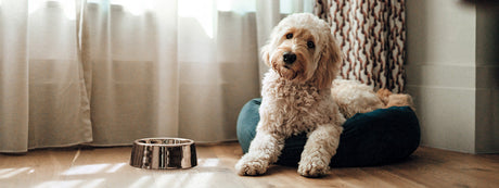 Min hund sulter sig selv inden løbetid - hvad skal vi gøre?