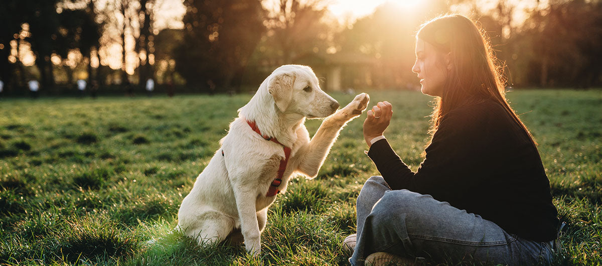 Aktivering af hund - simple råd til din hverdag