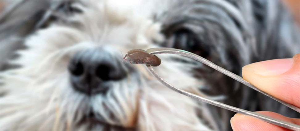 Flåtbid og hunde – sådan beskytter du din hund