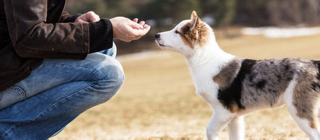 Skal du træne din hvalp? Vi giver gode råd til træning med hvalp!