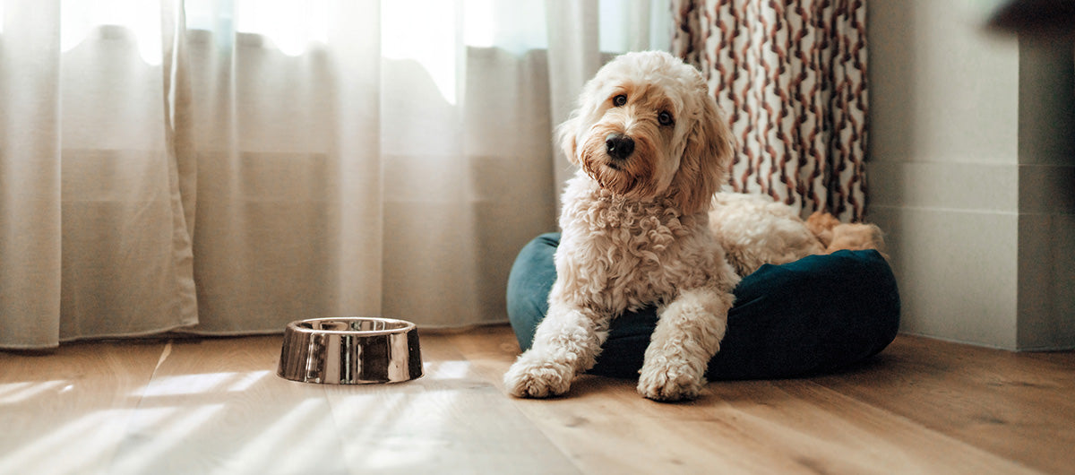 Vil du gerne bruge vådfoder til din hund, men er i tvivl hvordan?