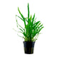Akvarieplanter