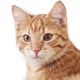 Veterinærfoder til kat
