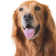 Veterinærfoder til hund