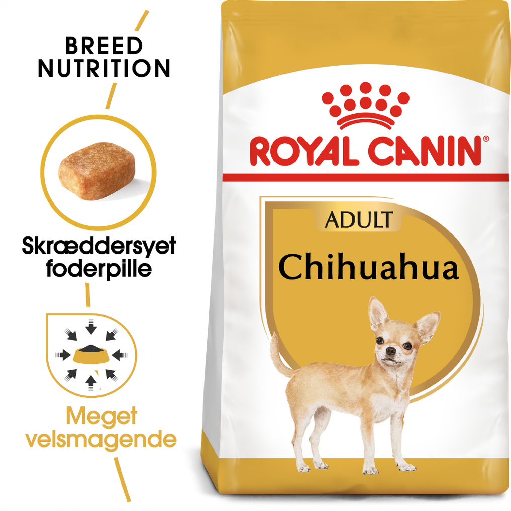 Adult Chihuahua