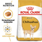 Adult Chihuahua