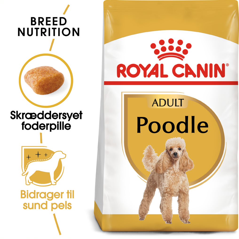 Adult Puddel