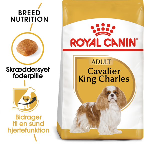 Adult Cavalier King Charles