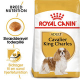 Adult Cavalier King Charles