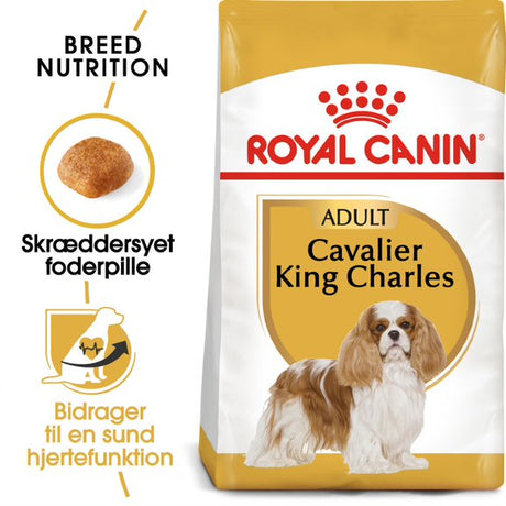 Adult Cavalier King Charles