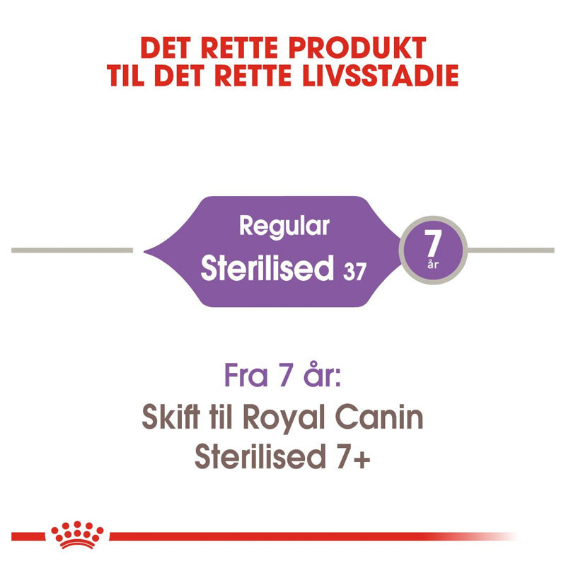 Adult Sterilised 37