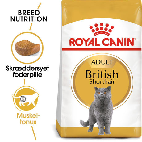 Adult British Shorthair