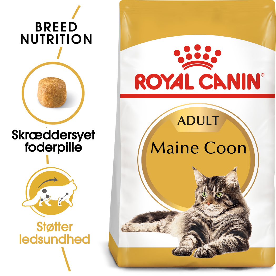 Adult Maine Coon