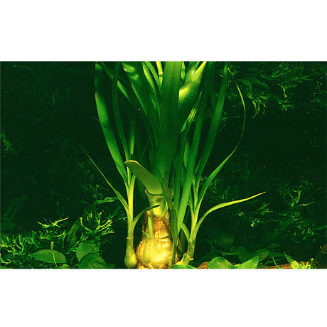 Crinum Thaianum Nr.9potte - Maxi Zoo Danmark