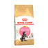 Kitten Maine Coon ROYAL CANIN