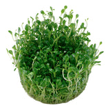 Glossostigma elatinoides Nr.81-2-Grow! - Maxi Zoo Danmark