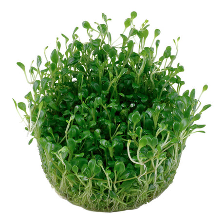 Glossostigma elatinoides Nr.81-2-Grow! - Maxi Zoo Danmark