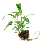 Hygrophila corymbosa 'Siamensis 53B' Nr.4 - Maxi Zoo Danmark