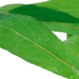 Hygrophila corymbosa 'Siamensis 53B' Nr.4 - Maxi Zoo Danmark