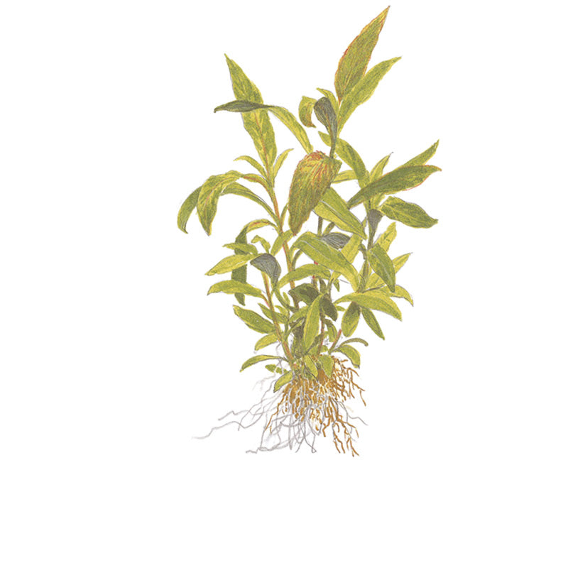 Hygrophila corymbosa 'Siamensis 53B' Nr.4 - Maxi Zoo Danmark