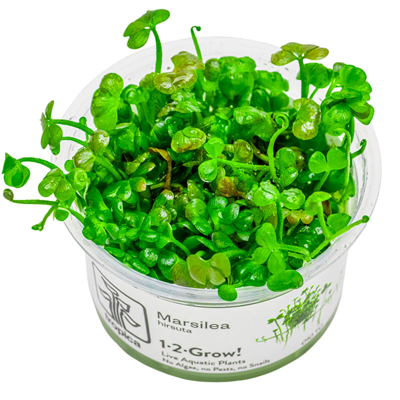 Vandplante 1-2-Grow Nr.8Marsilea Hirsuta