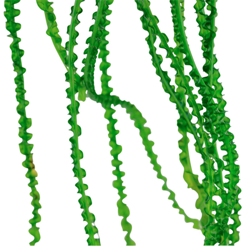 Crinum Calamistratum Nr.9 - Maxi Zoo Danmark