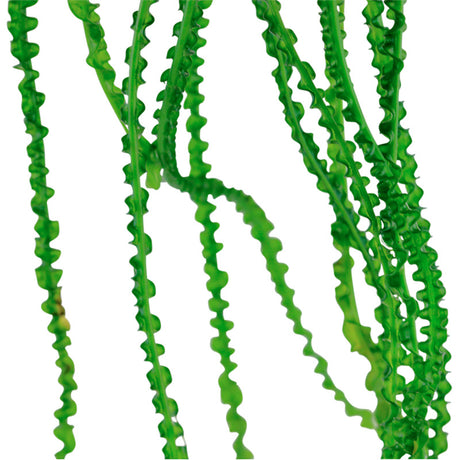 Crinum Calamistratum Nr.9 - Maxi Zoo Danmark