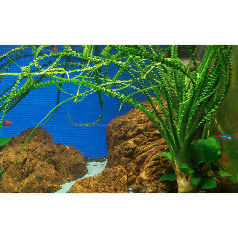 Crinum Calamistratum Nr.9 - Maxi Zoo Danmark