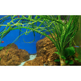 Crinum Calamistratum Nr.9 - Maxi Zoo Danmark