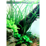 Crinum Calamistratum Nr.9 - Maxi Zoo Danmark