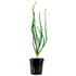 Crinum Calamistratum Nr.9 - Maxi Zoo Danmark