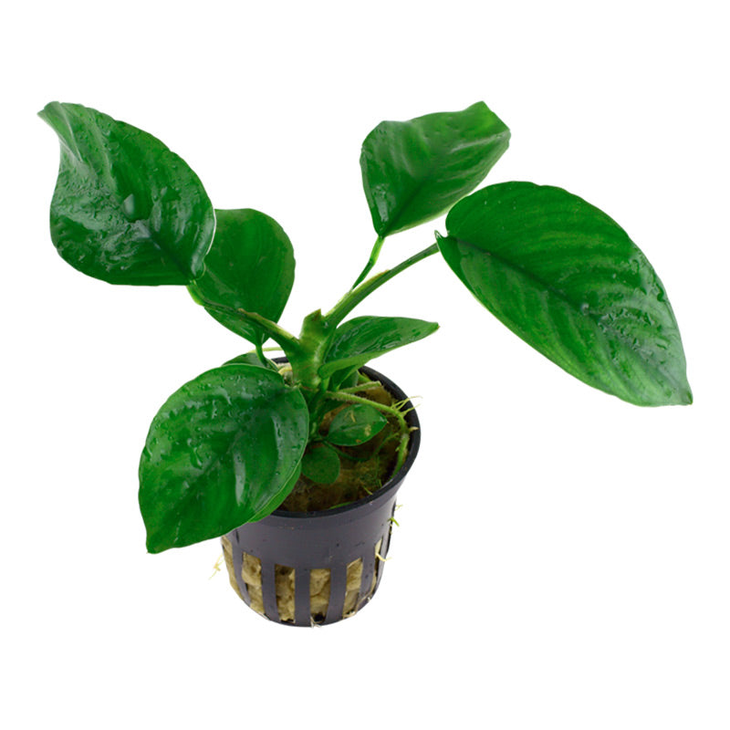 Anubias barteri var. Caladiifolia Nr.8potte