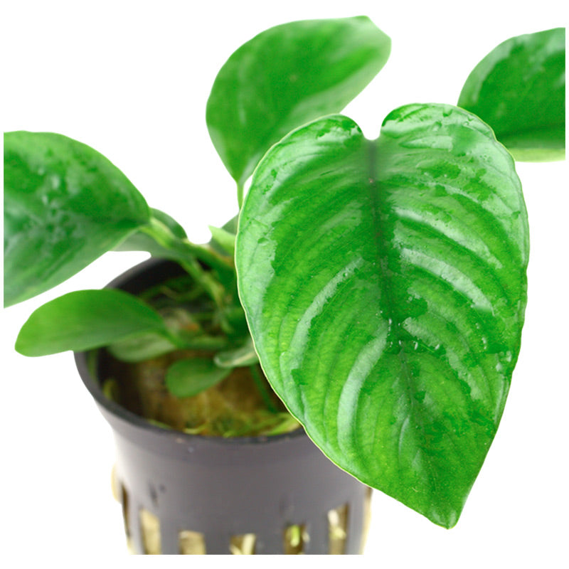 Anubias barteri var. Caladiifolia Nr.8potte