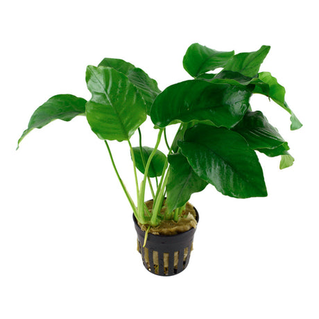 Anubias barteri var. Barteri Nr. 8 potte - Maxi Zoo Danmark
