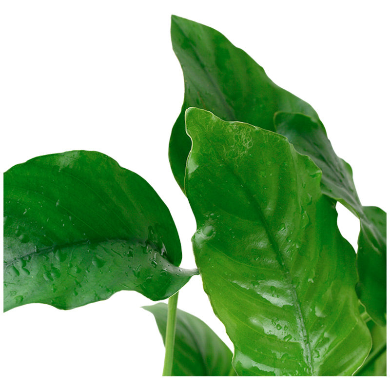 Anubias barteri var. Barteri Nr. 8 potte - Maxi Zoo Danmark