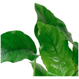 Anubias barteri var. Barteri Nr. 8 potte - Maxi Zoo Danmark