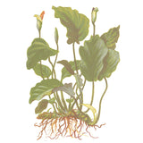 Anubias barteri var. Barteri Nr. 8 potte - Maxi Zoo Danmark