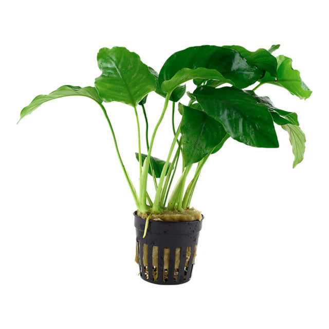 Anubias barteri var. Barteri Nr. 8 potte - Maxi Zoo Danmark