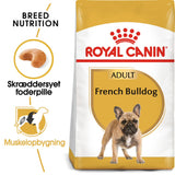 Adult Fransk Bulldog