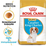 Puppy Cavalier King Charles 1,5 kg