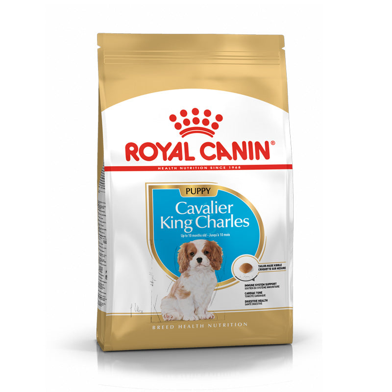Puppy Cavalier King Charles 1,5 kg