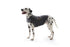 Thundershirt til hund large 64-76 cm 19-29 kg grå