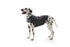Thundershirt til hund xx-large 94-127 cm > 50 kg