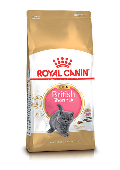 Kitten British Shorthair 10 kg
