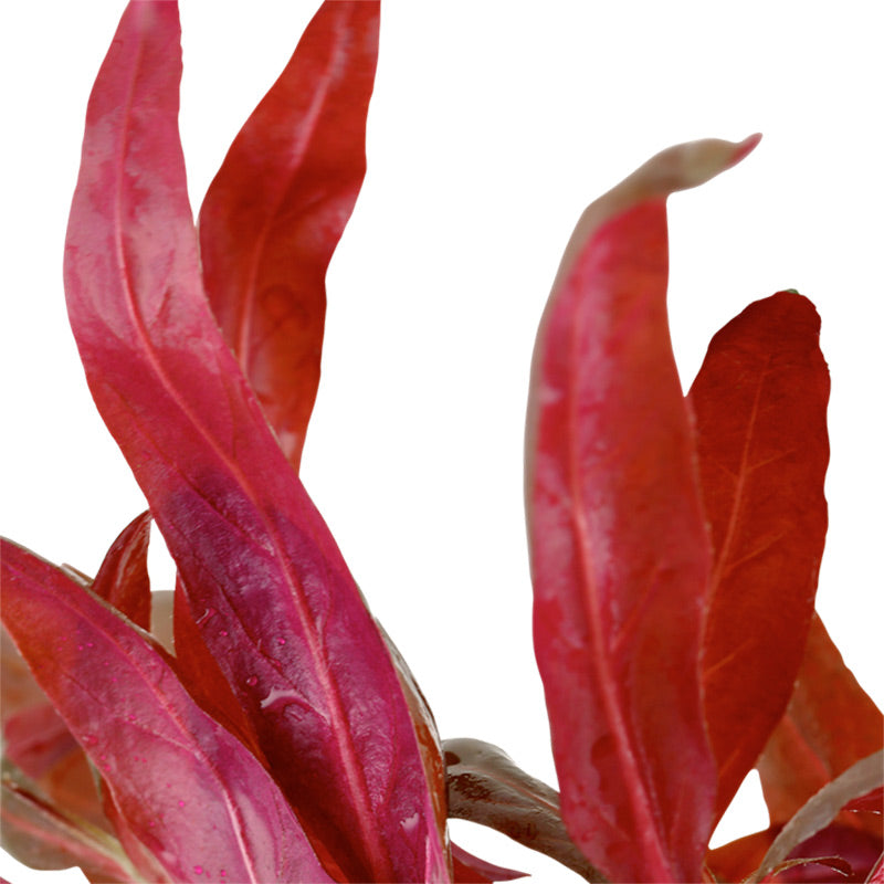 Alternanthera reineckii 'Pink' Nr.5 potte - Maxi Zoo Danmark