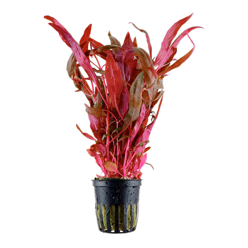 Alternanthera reineckii 'Pink' Nr.5 potte - Maxi Zoo Danmark