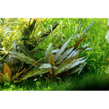 Cryptocoryne beckettii 'Petchii' Nr.7 potte